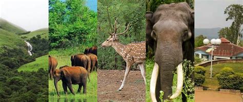 Koyna Wildlife Sanctuary In Maharashtra Tour And Travel