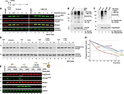 Figure From The Tumor Suppressor Smad Dpc Is Regulated By