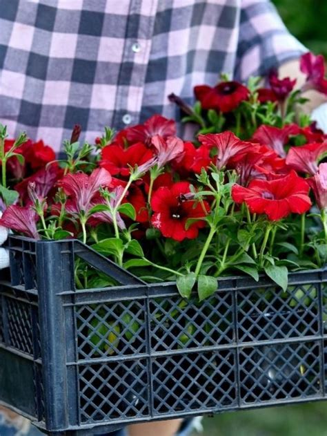 What Is The Best Potting Soil For Hibiscus Days In Garden