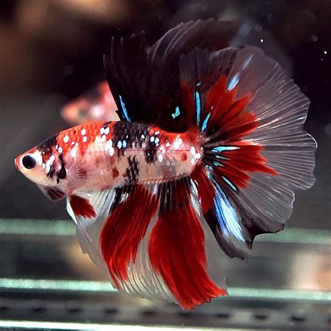 Betta Koi Galaxy Male Galaxy Koi Bettas For Sale Order Online Petco