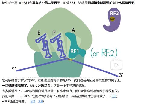 Mit 分子生物学 Part3 313 Bacterial Translation Termination And Ribos 哔哩哔哩