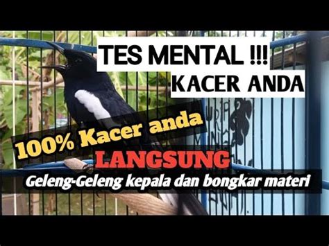 Tes Mental Kacer Kacer Yg Drop Mental Kacer Bakalan Youtube