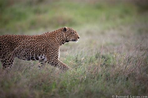 Walking Leopard Burrard Lucas Photography