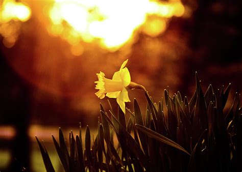 Daffodil Sunset Photograph By Tim Fitzwater Fine Art America