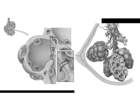 Alveolar Sacs And Ducts Quiz