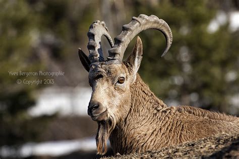 Siberian Ibex by Sagittor on DeviantArt