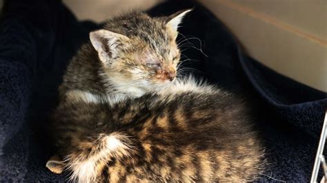 Tacoma Humane Society Rescues Abandoned Sick Kittens In Critical