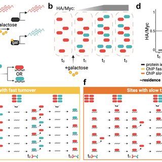 Competition Chip Overview A A Myc Tagged Isoform Of A Tf Is