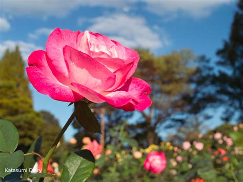 【花だより】2021年10月18日現在 秋バラの開花状況 相模原北公園 アクセスと駐車場 神奈川県相模原市 カタスミ日記