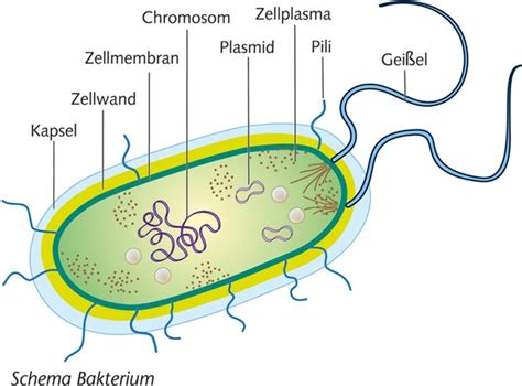 Bakterien