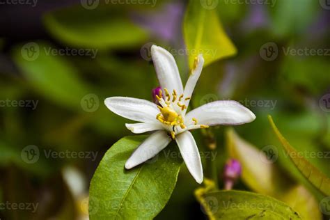 Flower of the lemon tree 2446247 Stock Photo at Vecteezy