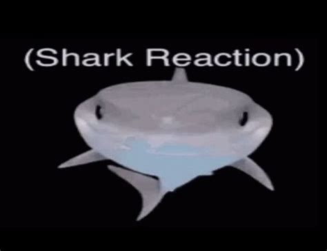 Pinterest Shark Sharks Funny Shark Meme