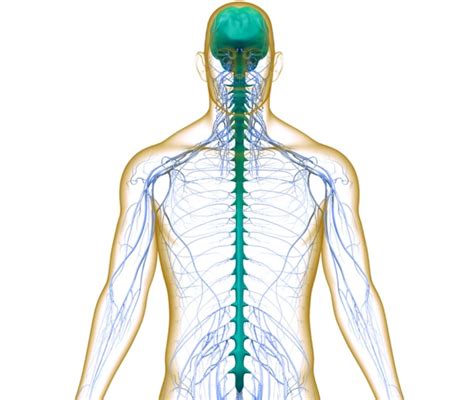 Traino Spettro Forma Curare Sistema Nervoso Esecutore Minacciare