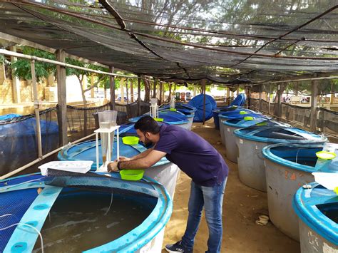 O Que Faz Um Engenheiro De Pesca BRAINCP