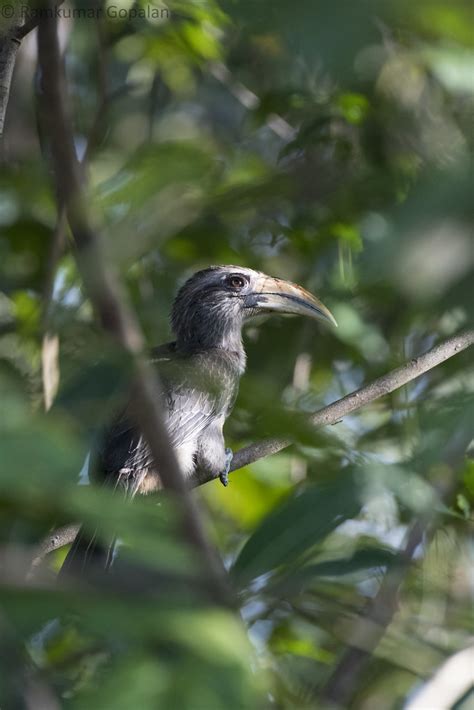 Malabar Grey Hornbill Evening Back Home Ramkumar Gopalan Flickr