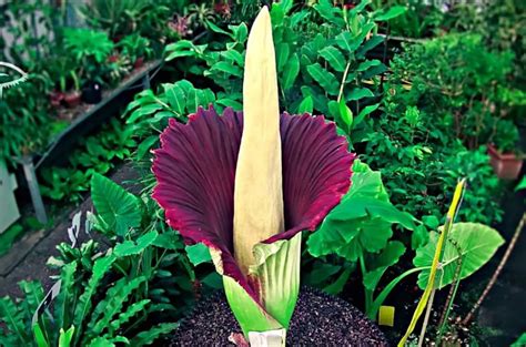 Amorphophallus Titanum La Flor Más Grande del Mundo Flores Exóticas