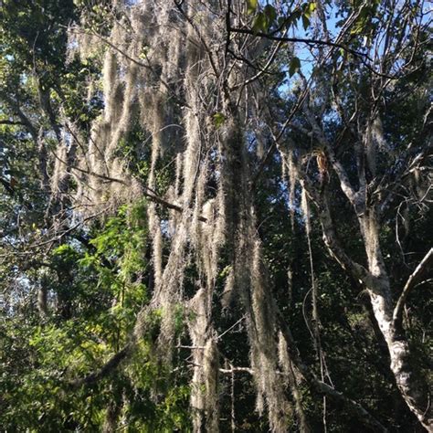 Spanish Moss Spc Florida Plants Inaturalist