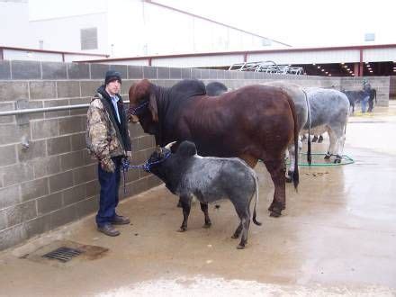 mini zebu Brahma | Miniature cattle, Miniature cows, Mini cows