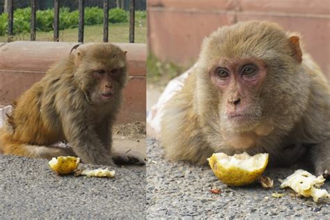 Injured Monkey Rescued From Rashtrapati Bhawan, Treated, Released Into ...