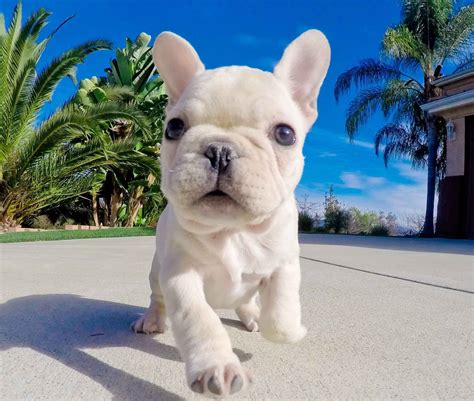 Frenchie Wallpapers 4k Hd Frenchie Backgrounds On Wallpaperbat