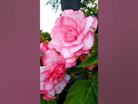 Бегонию посадила в МаленькиеГоршочки #садтатьяны #бегония #дача #цветы ...