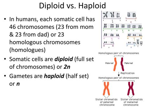 Ppt Cell Cycle And Mitosis Meiosis Powerpoint Presentation Free Download Id 2206377