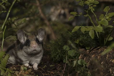 Harz Seltenes Zorro Tier Gesichtet Auch Du Solltest Genau