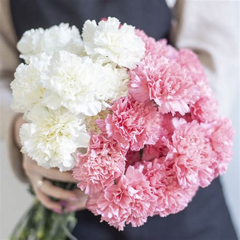 40 Stems White and Pink Carnation Bouquet Online | BTF