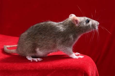 Free Rat Stock Photo