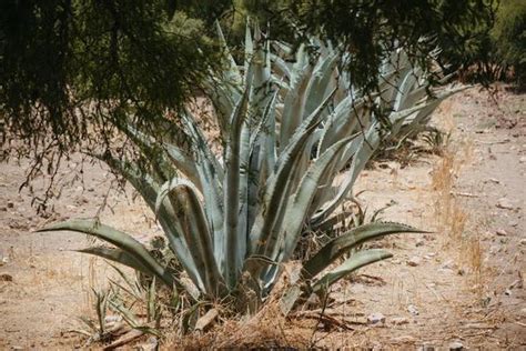 Mexican Plants Stock Photos Images And Backgrounds For Free Download