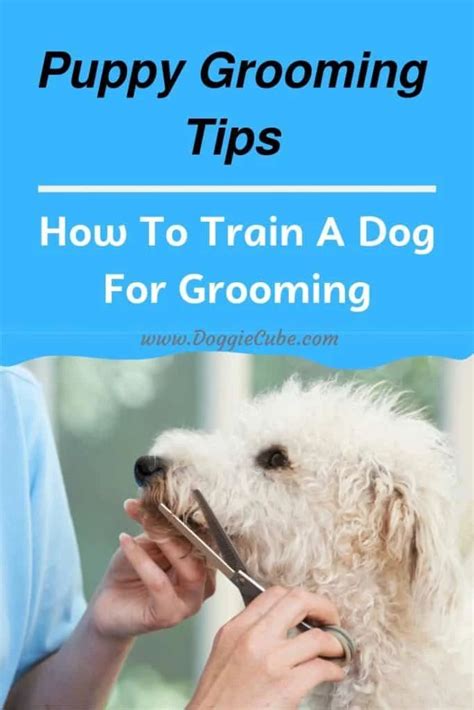 Dog Grooming Colbert Ga At Mike Friddle Blog
