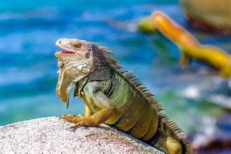 La Gu A Definitiva Para Visitar El Parque Nacional Tayrona