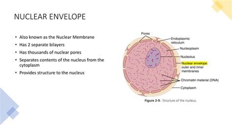 Nuclear Envelope | PPT