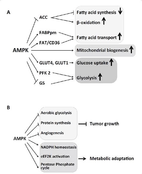 AMPK Regulates Cardiac And Tumor Metabolism A A Schematic