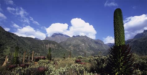 Rwenzori Mountains National Park, Uganda - Journeys by Design