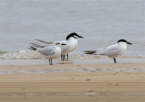 Asian Gull Billed Tern Subspecies Gelochelidon Nilotica Affinis