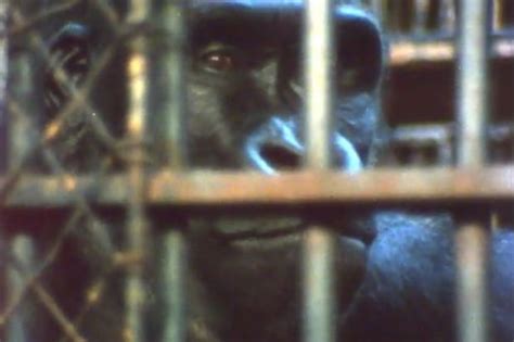 Otto The Gorilla Escaped At Lincoln Park Zoo 35 Years Ago Today ...