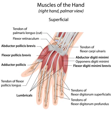 Musculus Flexor Digitorum Profundus Sportbachelor