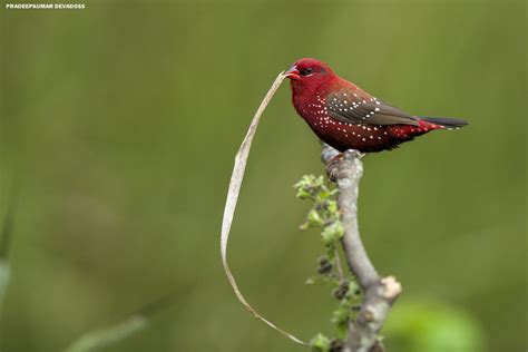 Red Munia Red Avadavat Strawberry Finch Male Flickr