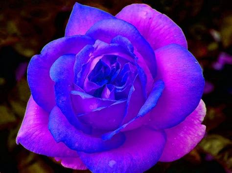 Purple and Pink Roses Wallpaper | Blue and Purple Rose Free Download ... | Beautiful rose ...