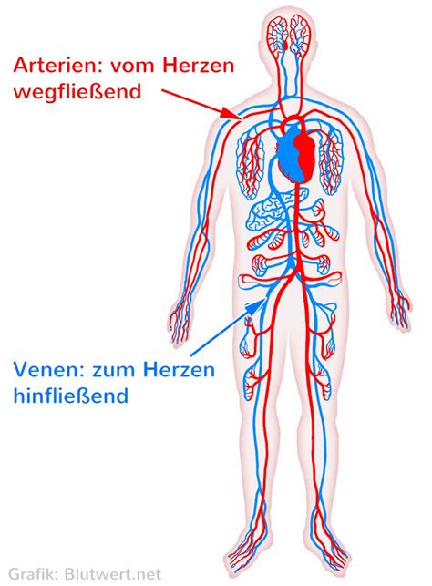 Blut einfach erklärt Aufgaben Zusammensetzung Blutwerte