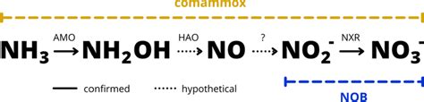 Stages And Enzymes Associated With Nitrification By Comammox And Nob