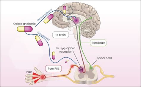 How Do Opioids Affect The Brain And Body? - Opiod/Stimulant related ...