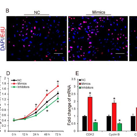 Mir A P Promoted Proliferation Of Porcine Intramuscular