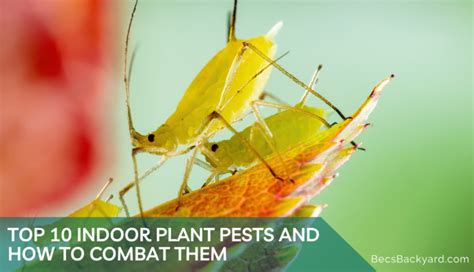 Top 10 Indoor Plant Pests And How To Combat Them Becs Backyard