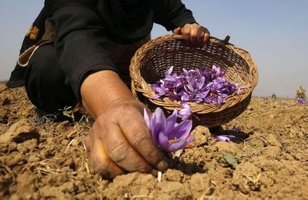 Saffron Harvest In Kashmir Pampore India Oct Stock Pictures