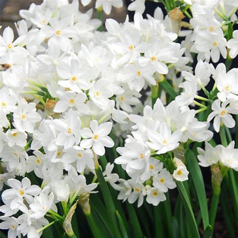 Narcissus Tazetta Inbal Order Online In Eu Directly From Holland