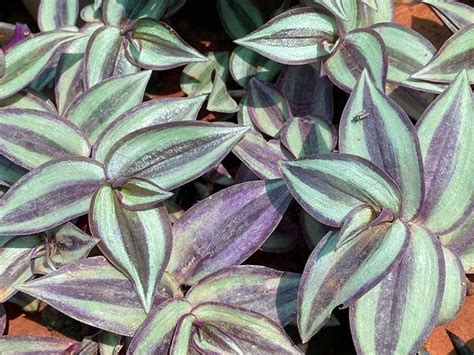 Plantes Qui Poussent Dans Votre Jardin Sans Eau Ou Presque