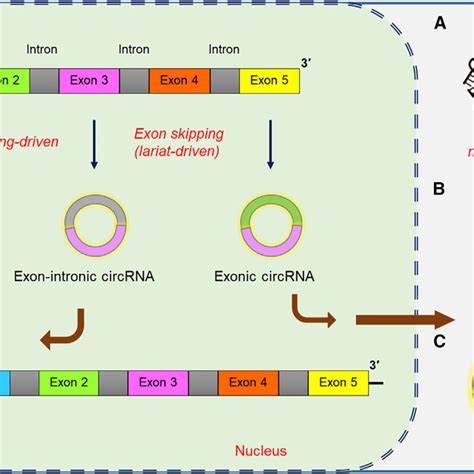 Functions Of Circrna The Intronic And Exon Intronic Circrnas Act On The