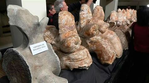 El Perucetus Colossus Ser El Embajador Del Per Rpp Noticias